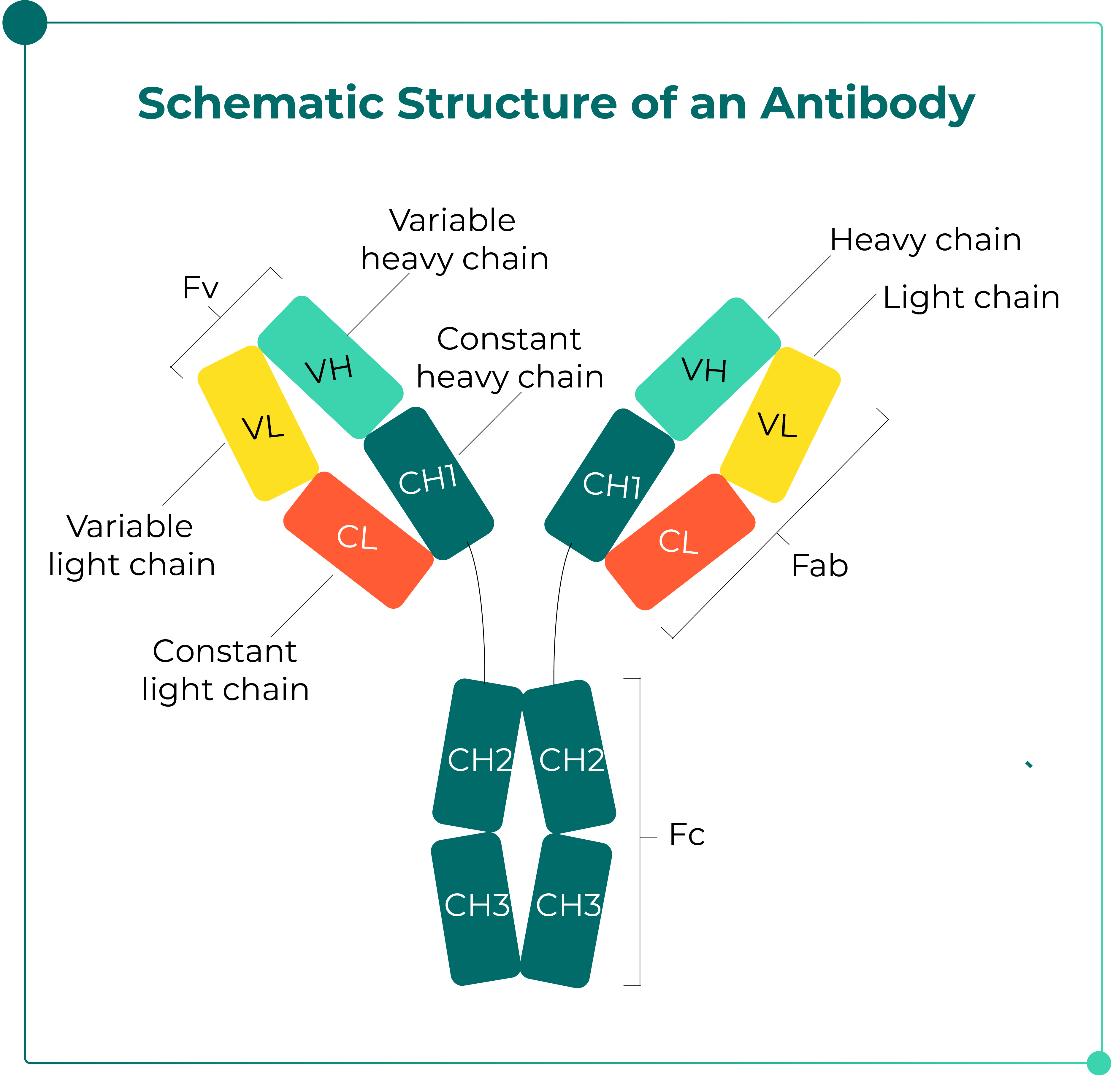 Introduction to Antibody Purification-pic-01